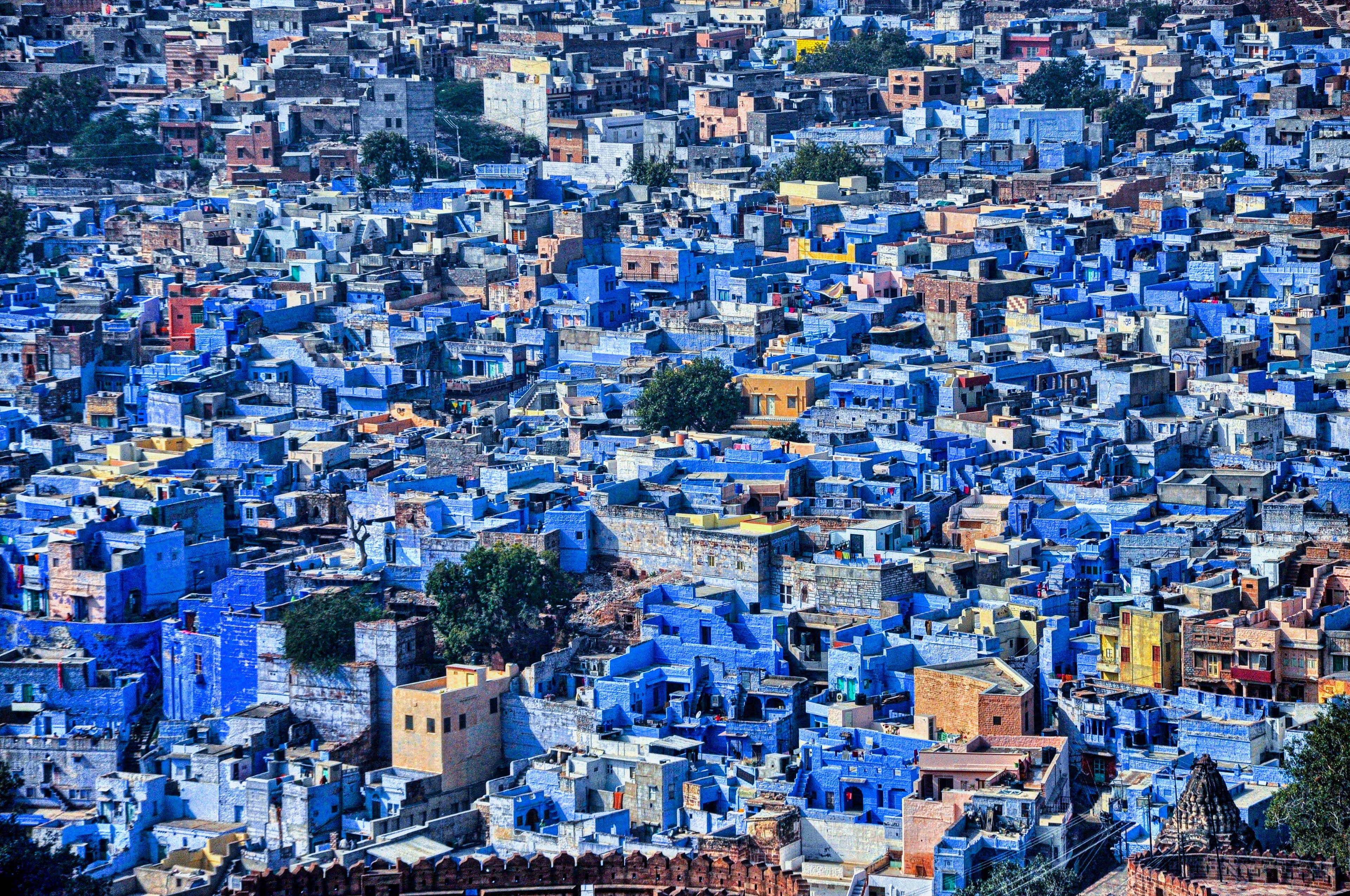 Aerial view of the blue houses of Jodhpur beneath Mehrangarh Fort